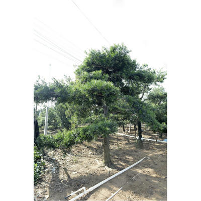 北海本地罗汉松地景