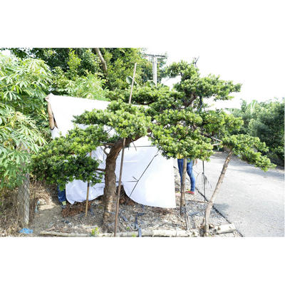 嫁接贵妃罗汉松地景