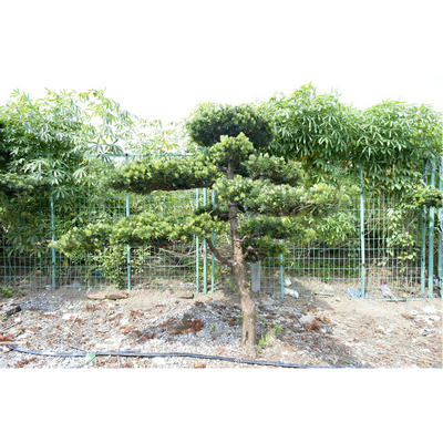 嫁接贵妃罗汉松地景