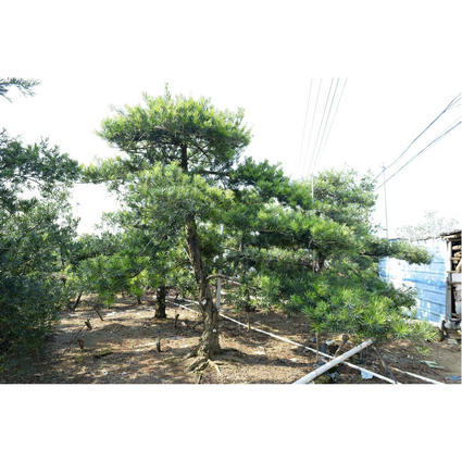 北海本地罗汉松地景