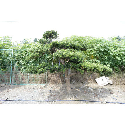 嫁接贵妃罗汉松地景