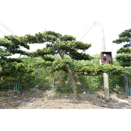 嫁接贵妃罗汉松地景