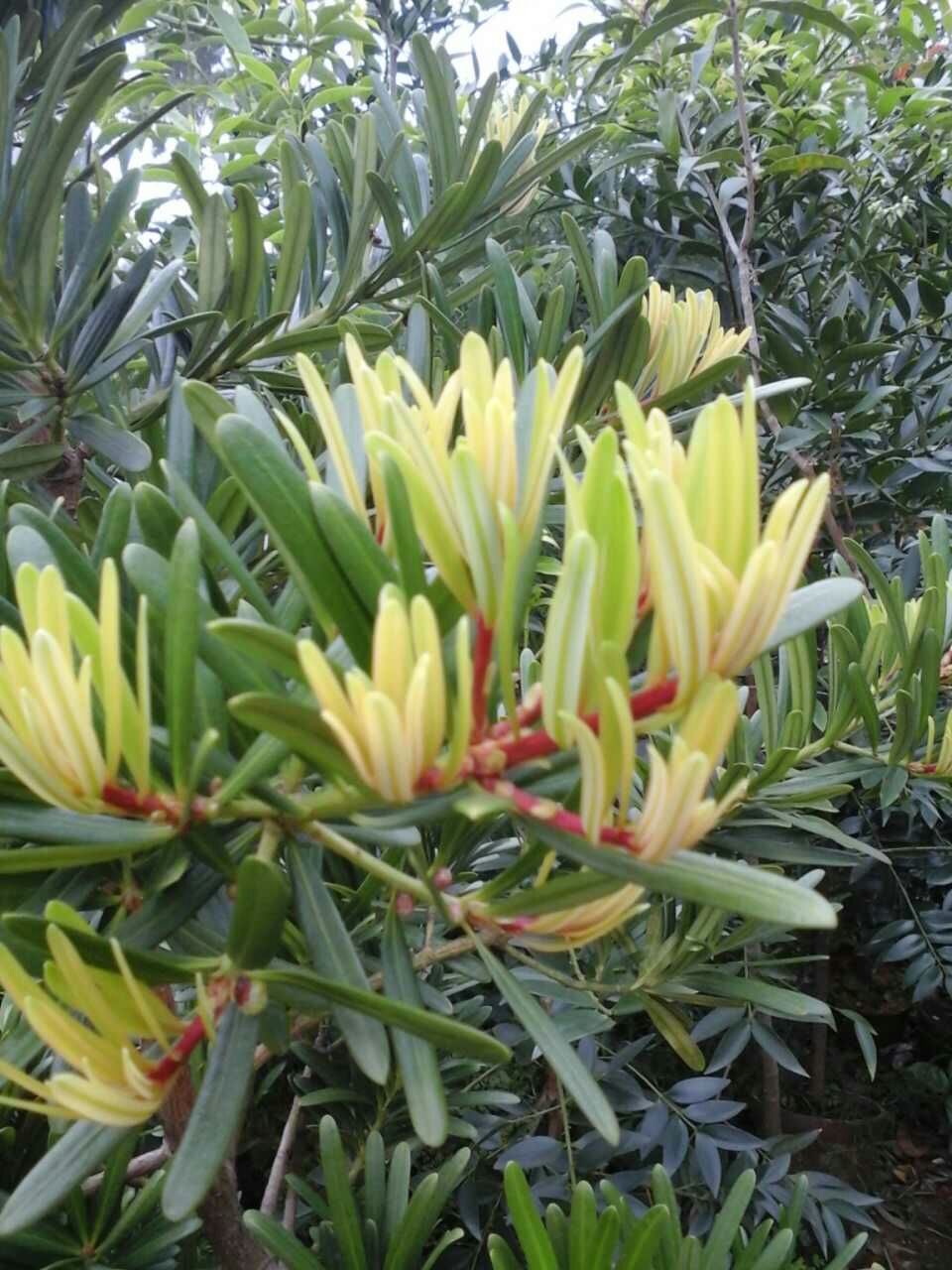 兰屿台湾罗汉松小苗