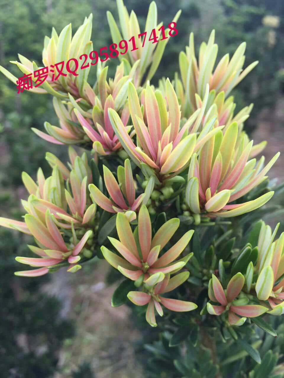 菊花芯海岛罗汉松 红芽海岛罗汉松小苗