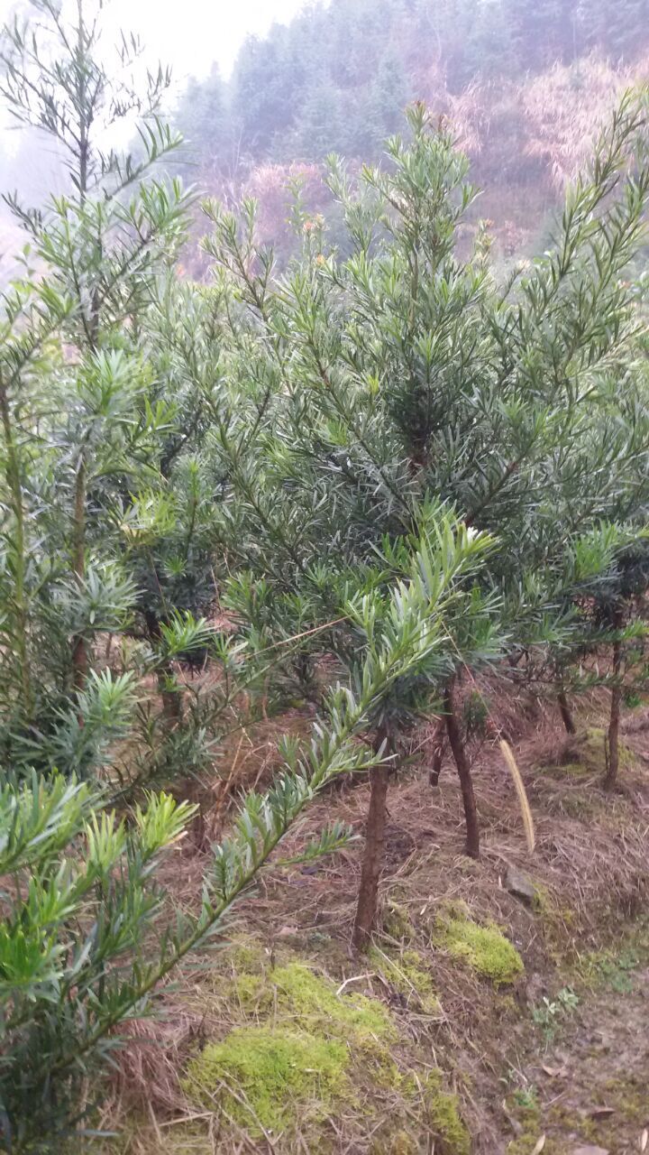 大树直径2---10厘米中叶罗汉松工程苗