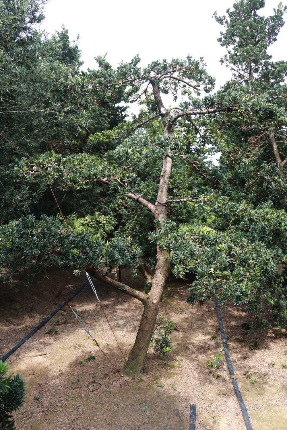 造型珍珠罗汉松地景