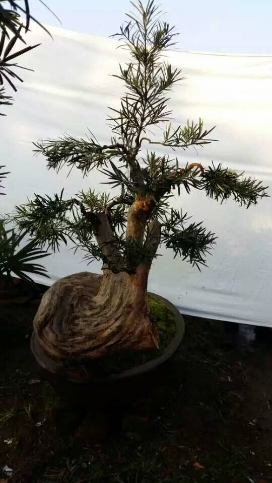 广东品种嫁接本地罗汉松盆景