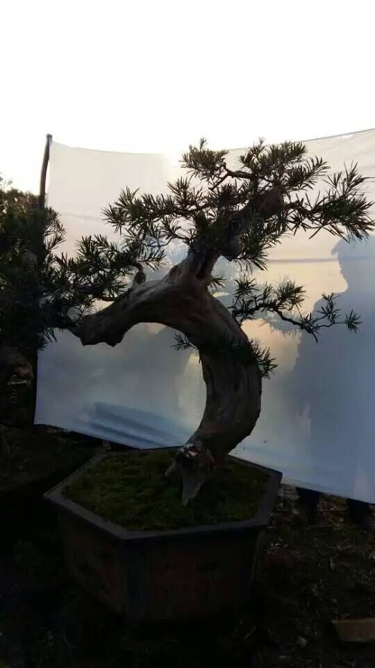 广东品种嫁接本地罗汉松盆景