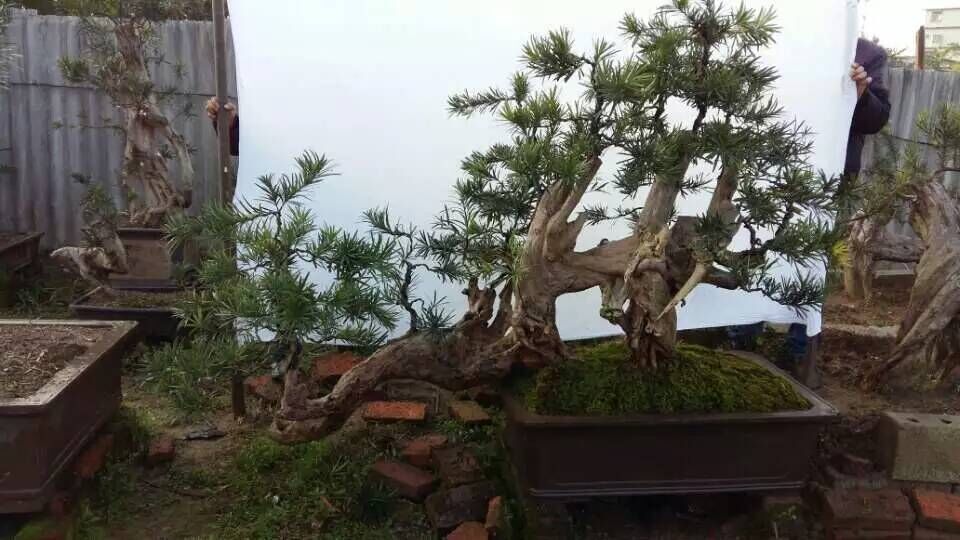 广东品种嫁接本地罗汉松盆景
