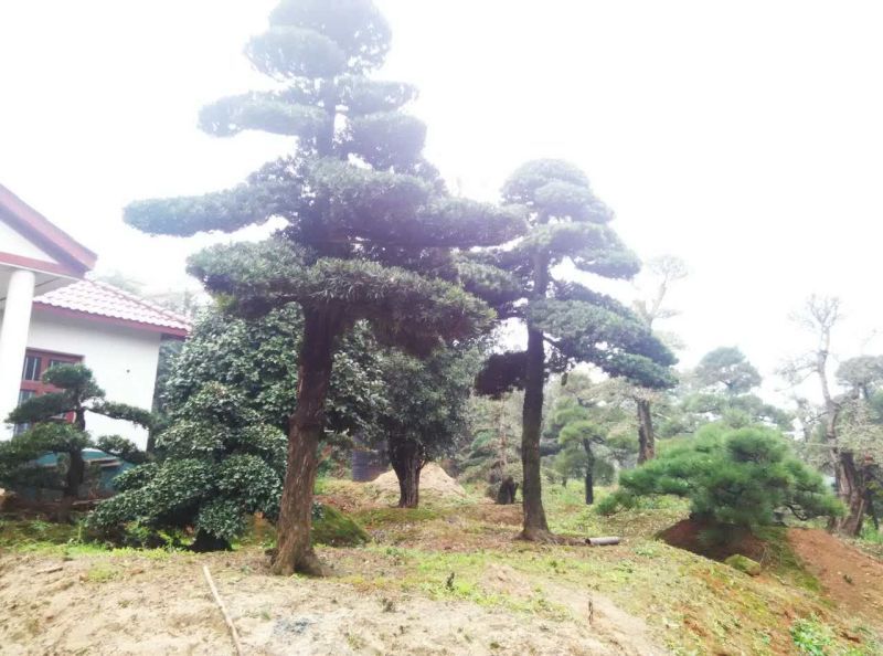 中叶罗汉松地景已造型
