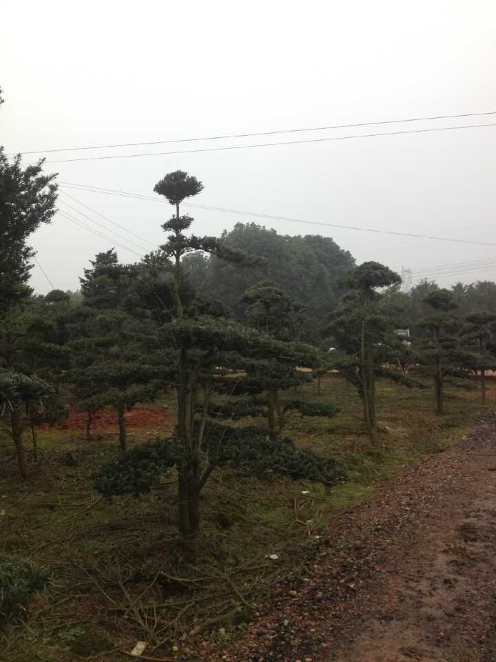 中叶罗汉松地景已造型
