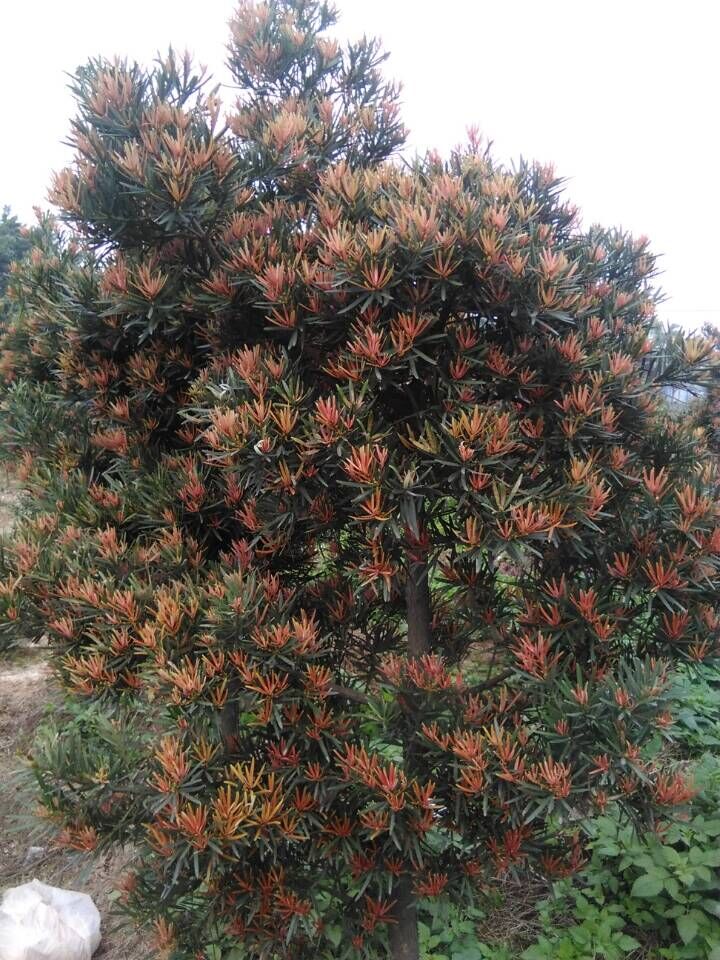未造型大红袍海岛罗汉松工程苗