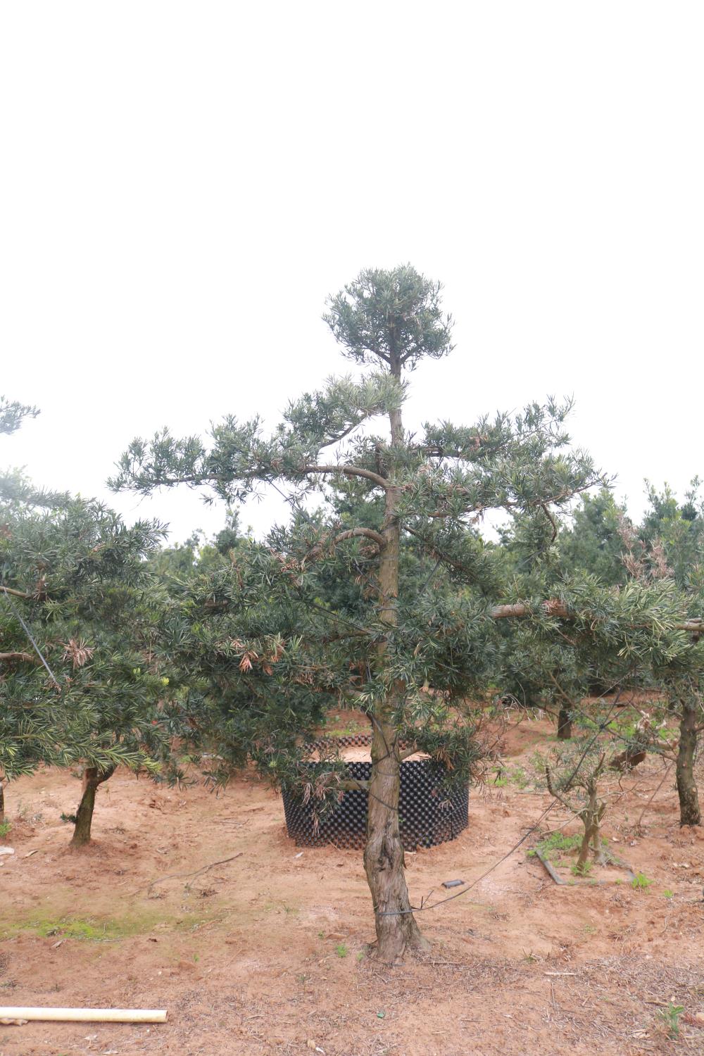 造型中叶罗汉松地景
