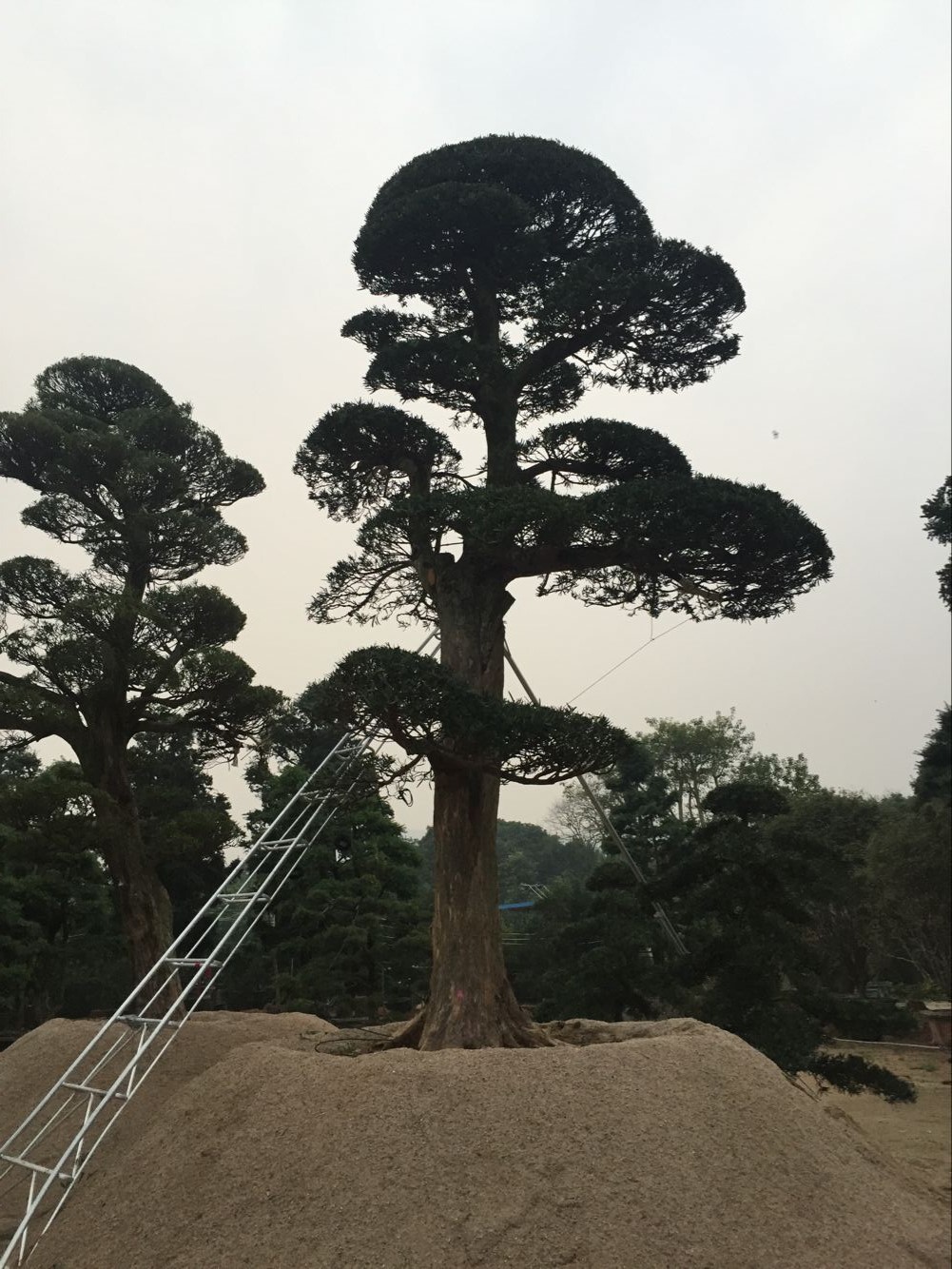 造型日本进口造型罗汉松 小叶日本罗汉松地景