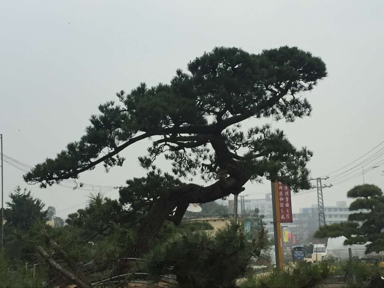 别墅 绿化工程用造型乔木 精品 日本造型黑松地景