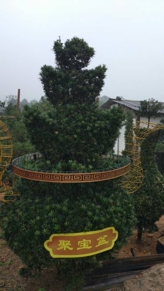 中叶罗汉松地景8-20公分