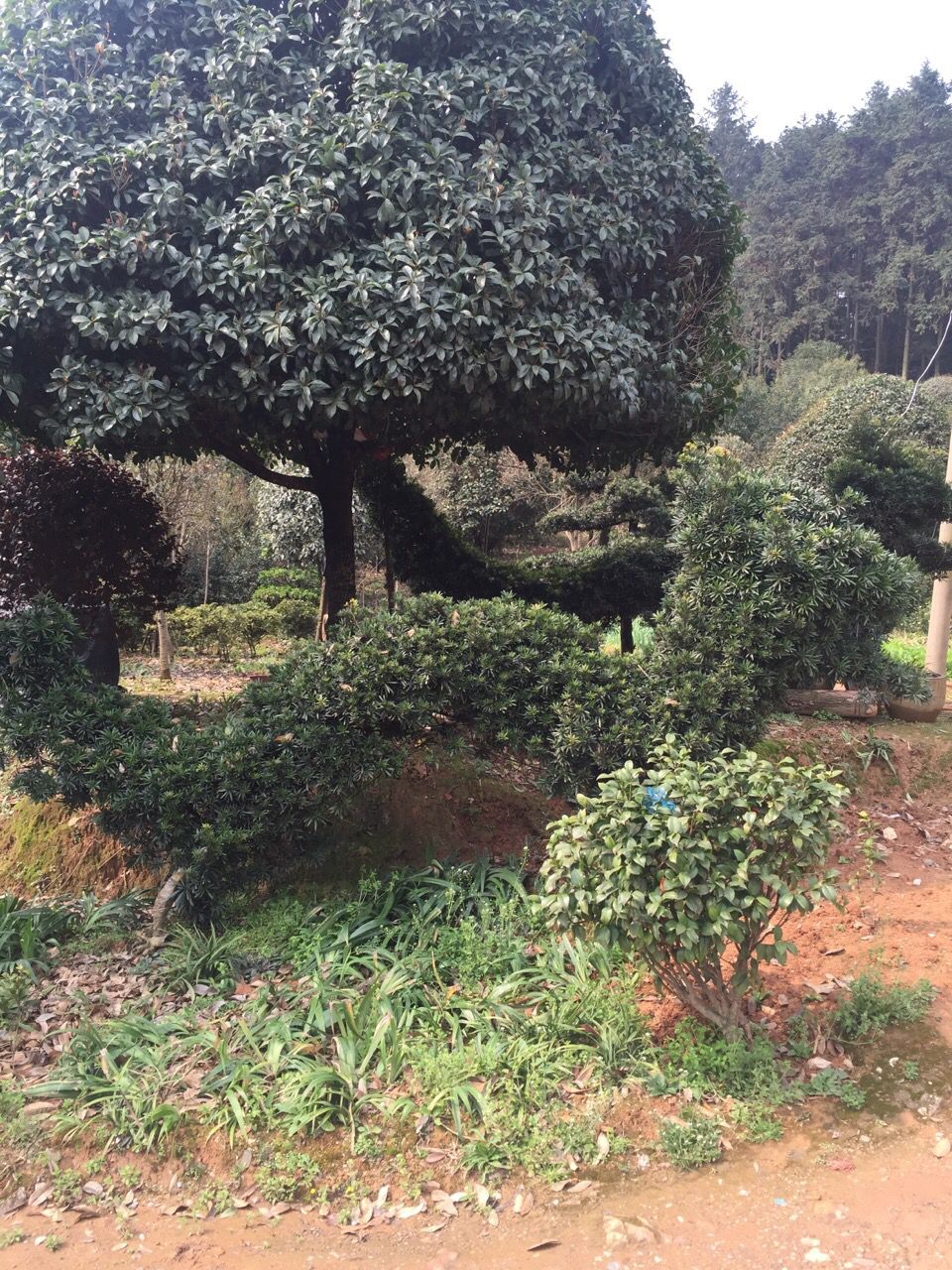 中叶罗汉松地景5-15公分