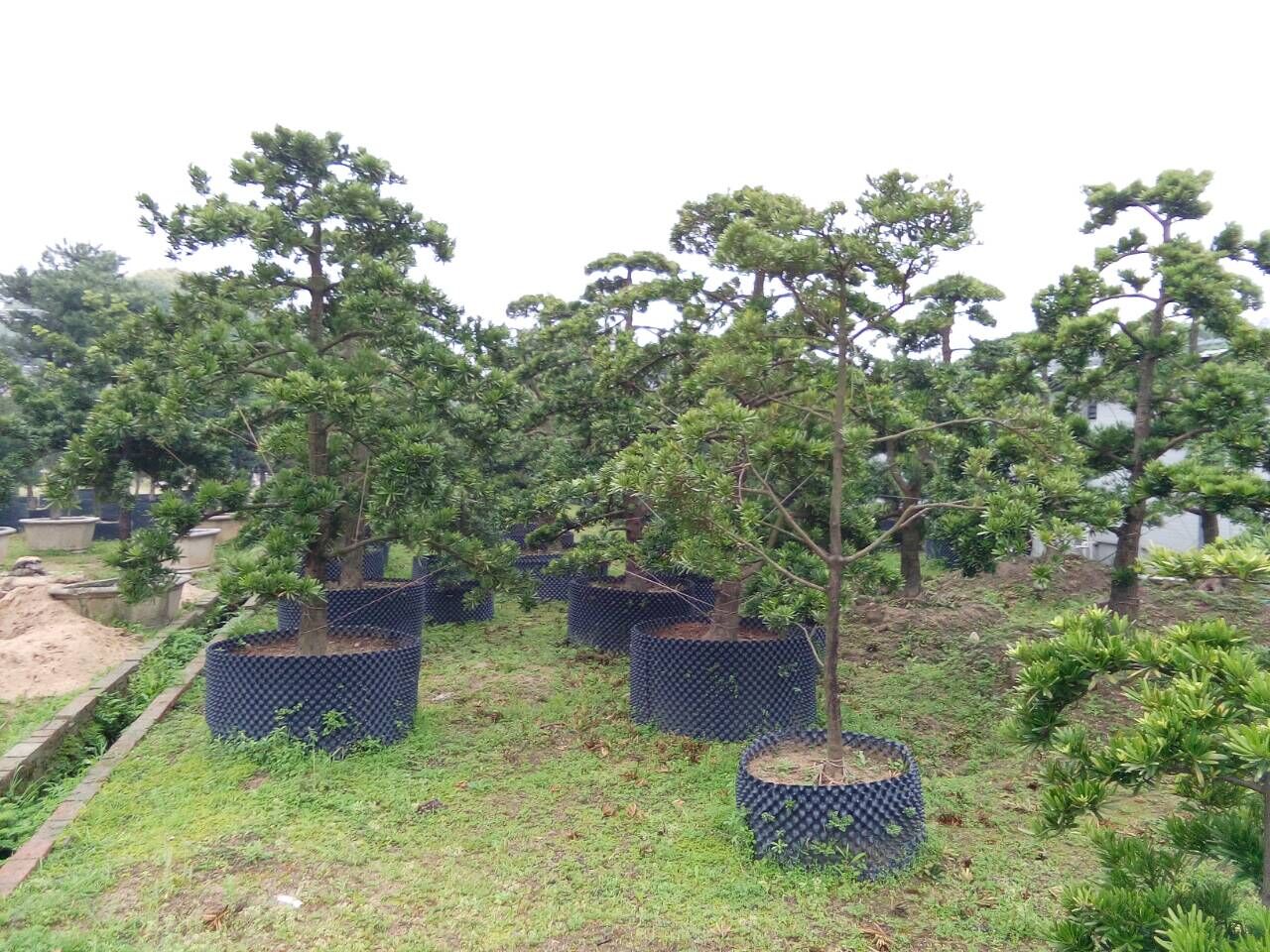 台湾罗汉松小苗