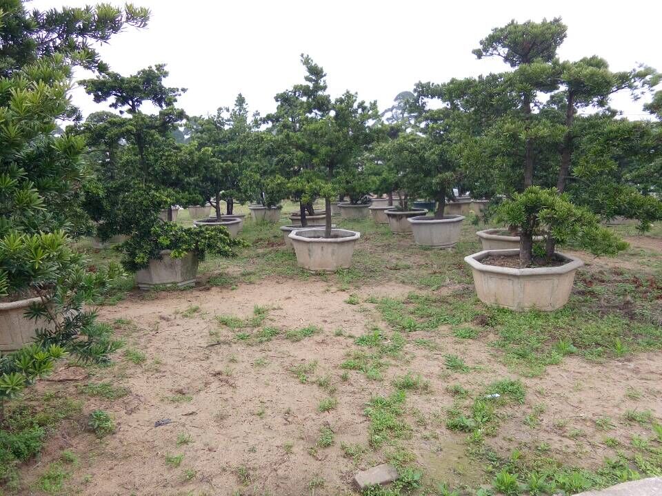台湾罗汉松盆景