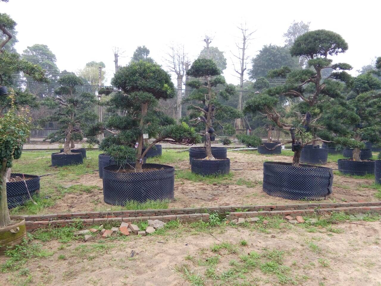 日本罗汉松地景盆景