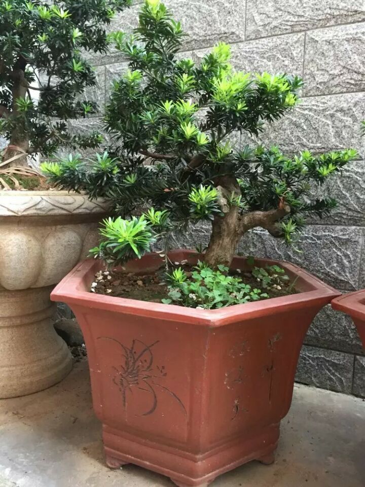 雀舌罗汉松盆景6-12cm