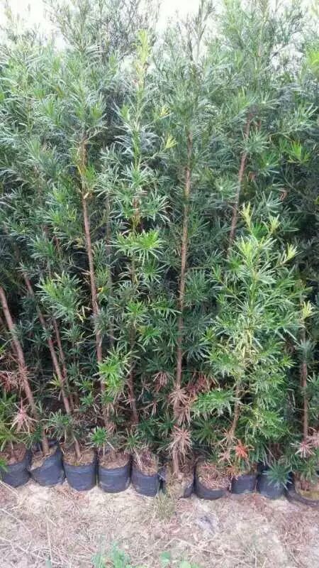 本地罗汉松小苗