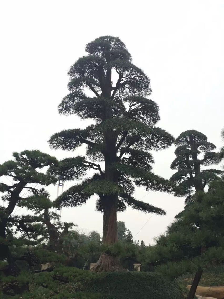雀舌罗汉松地景