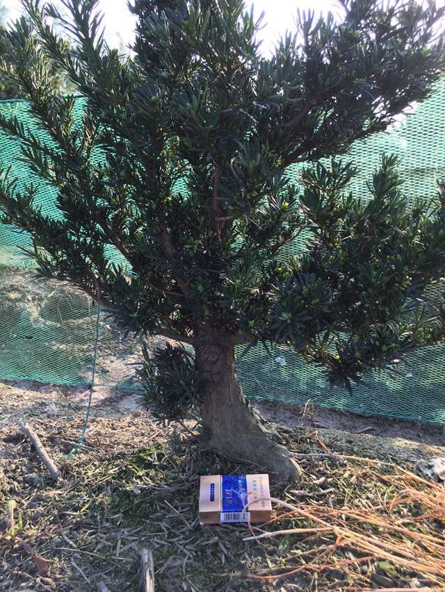 菊花芯雀舌罗汉松工程苗