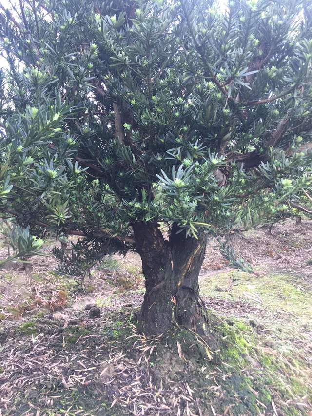 菊花芯雀舌罗汉松工程苗