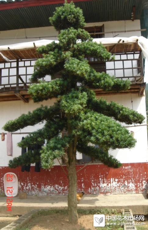 中叶罗汉松地景8-15公分