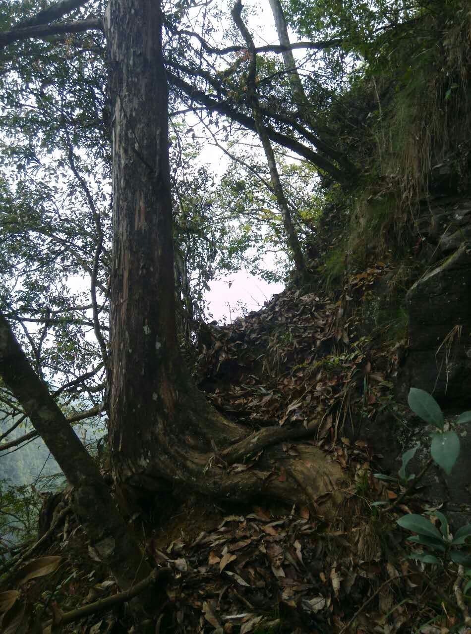 米径34公分中叶罗汉松工程苗地景