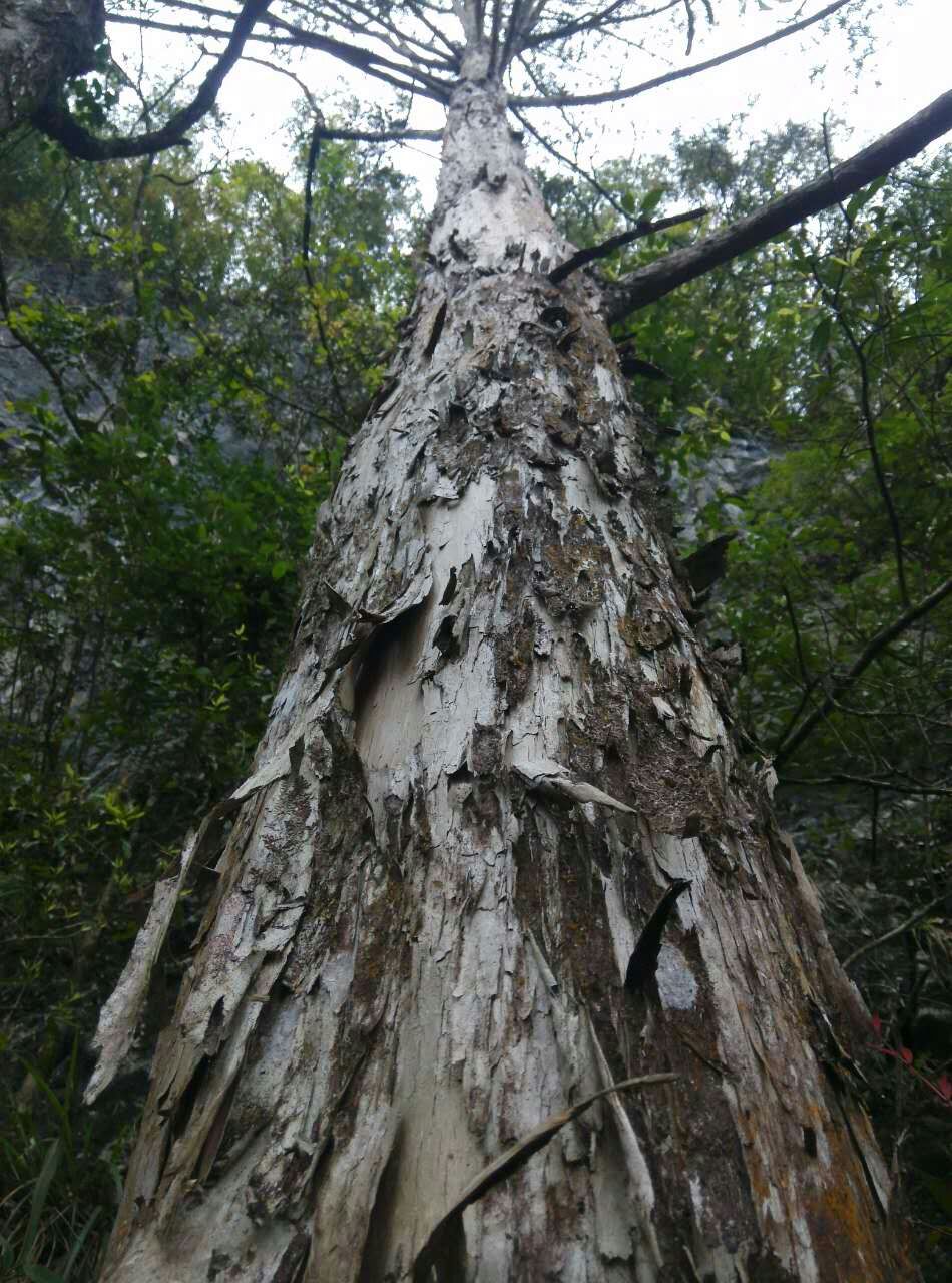米径25公分中叶罗汉松工程苗地景