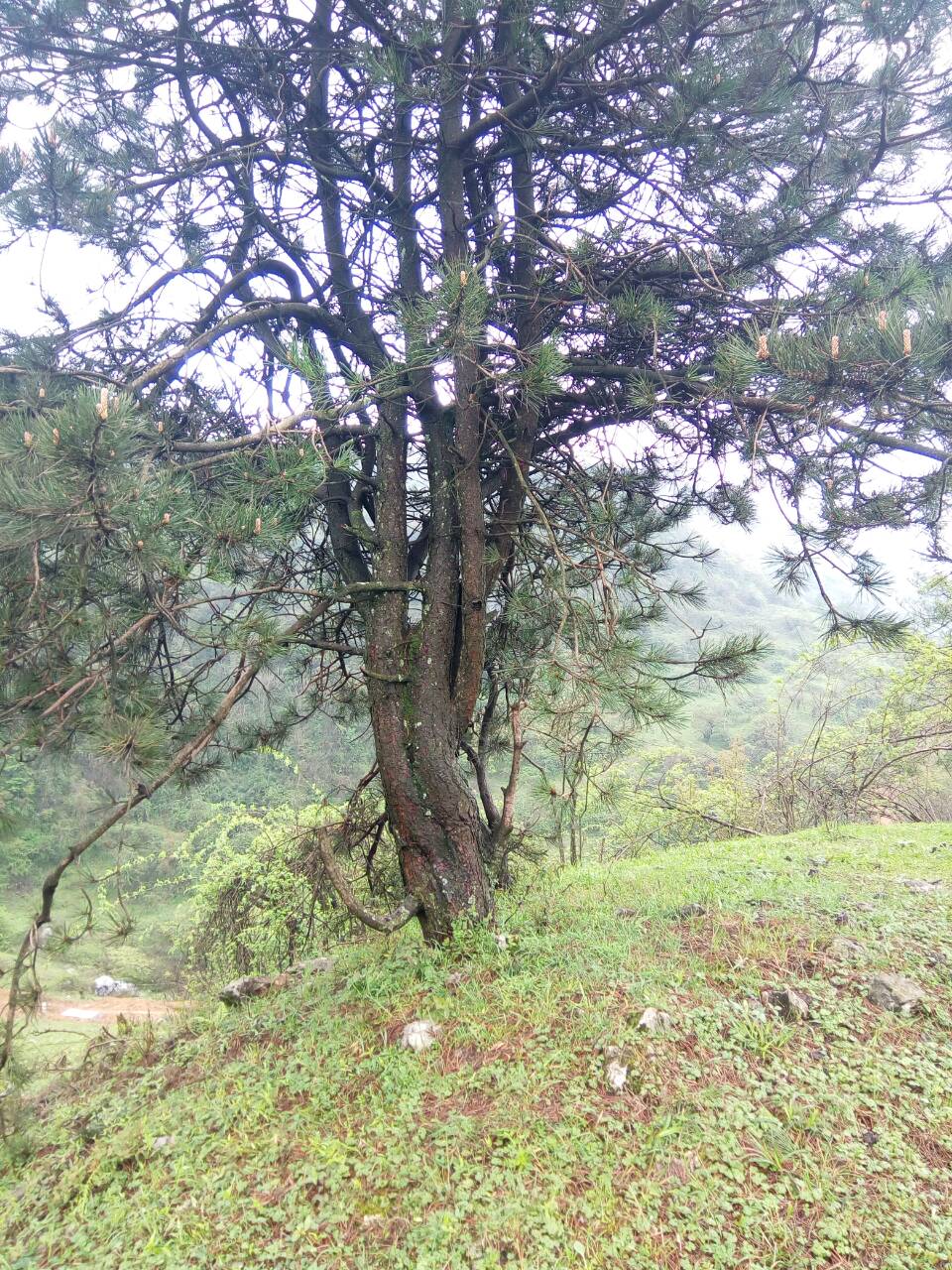 直径30公分黑松