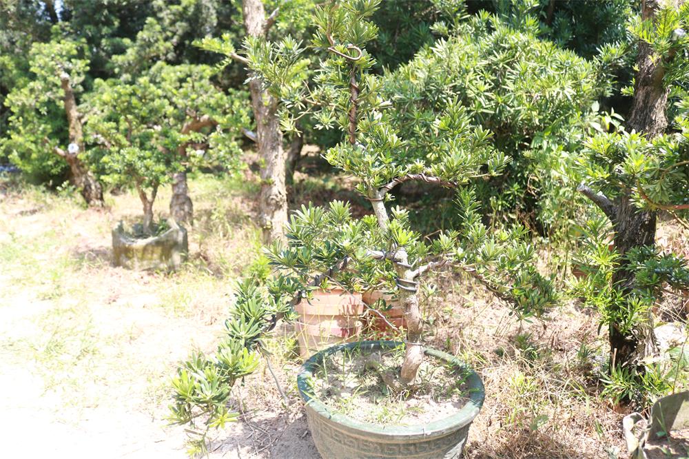 半造型金钻罗汉松盆景