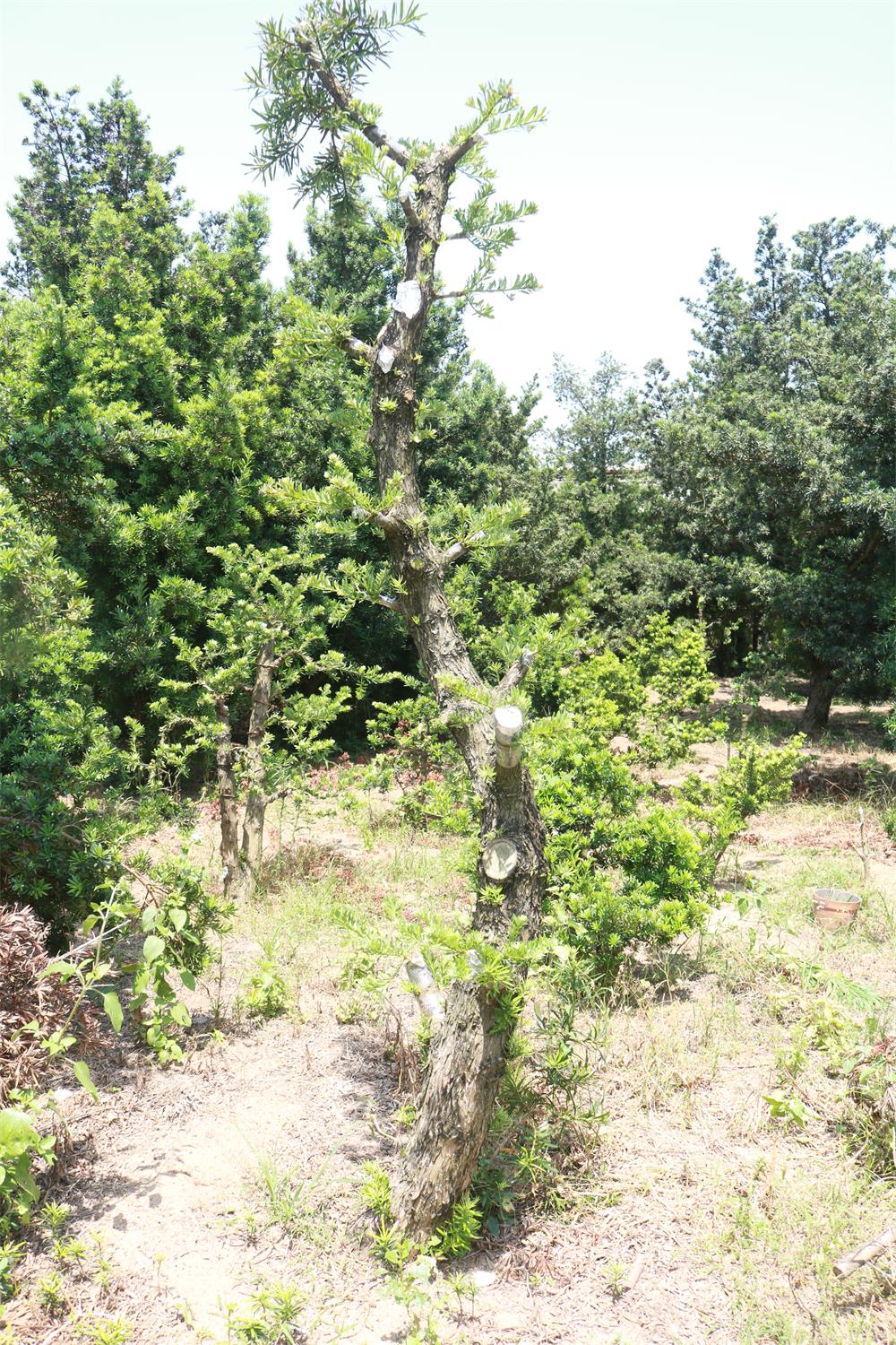 本地嫁接贵妃罗汉松地景