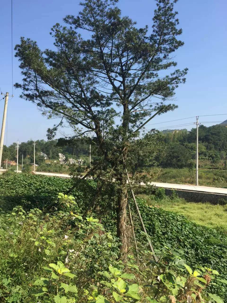 米经35公分中叶罗汉松工程苗