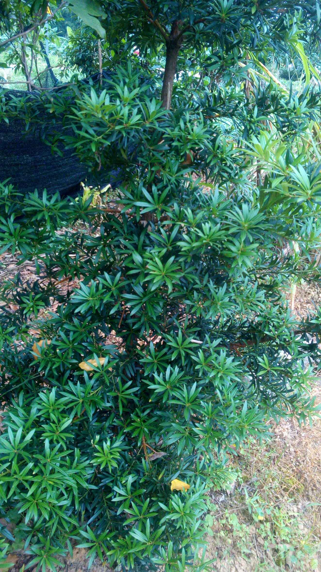 大叶中叶罗汉松工程苗