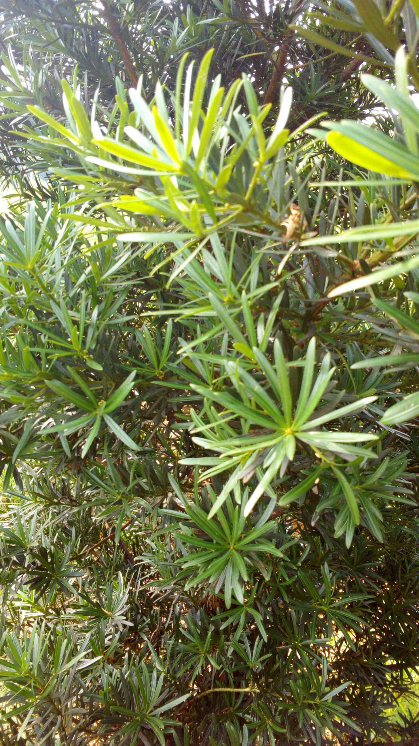 贵妃罗汉松工程苗