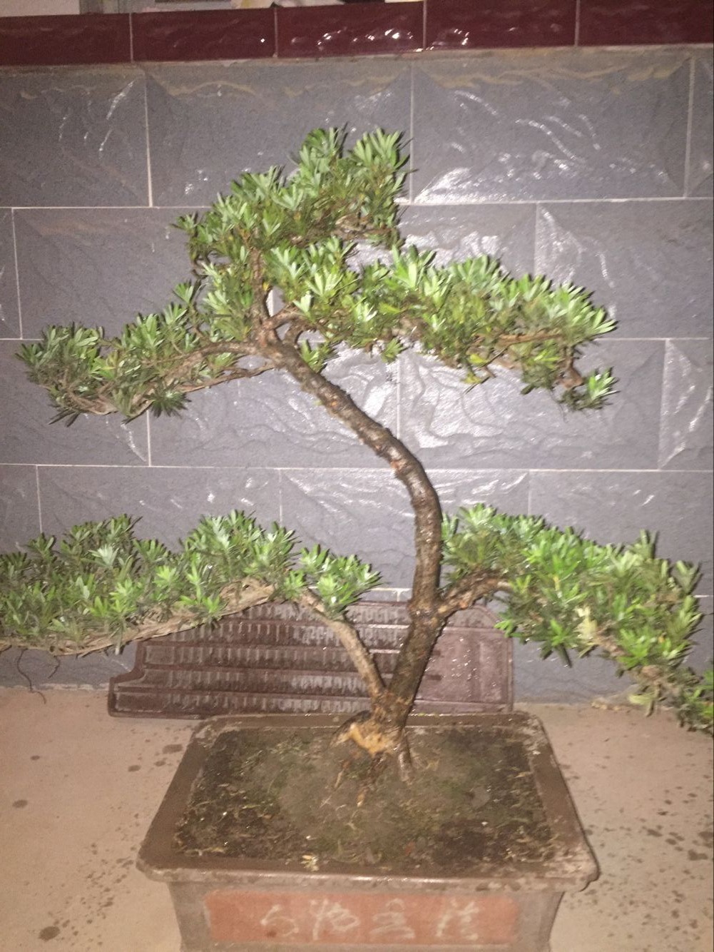 雀舌罗汉松盆景
