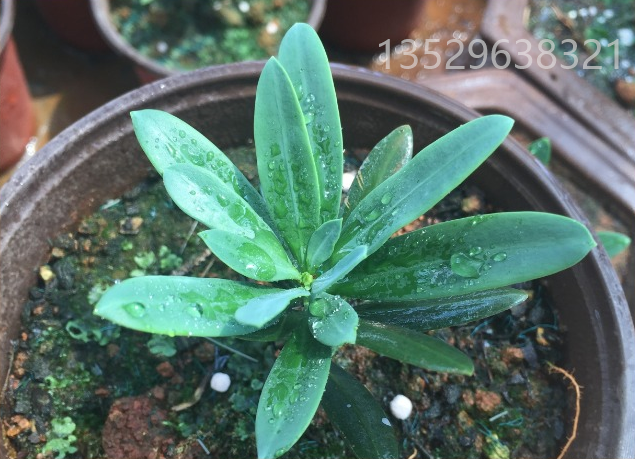 零售大理罗汉松小苗