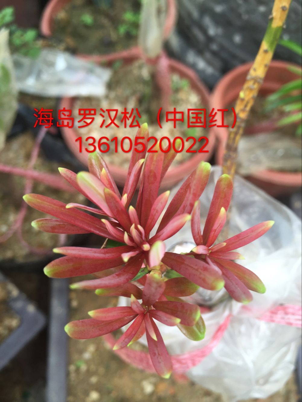 零售中国红海岛罗汉松小苗