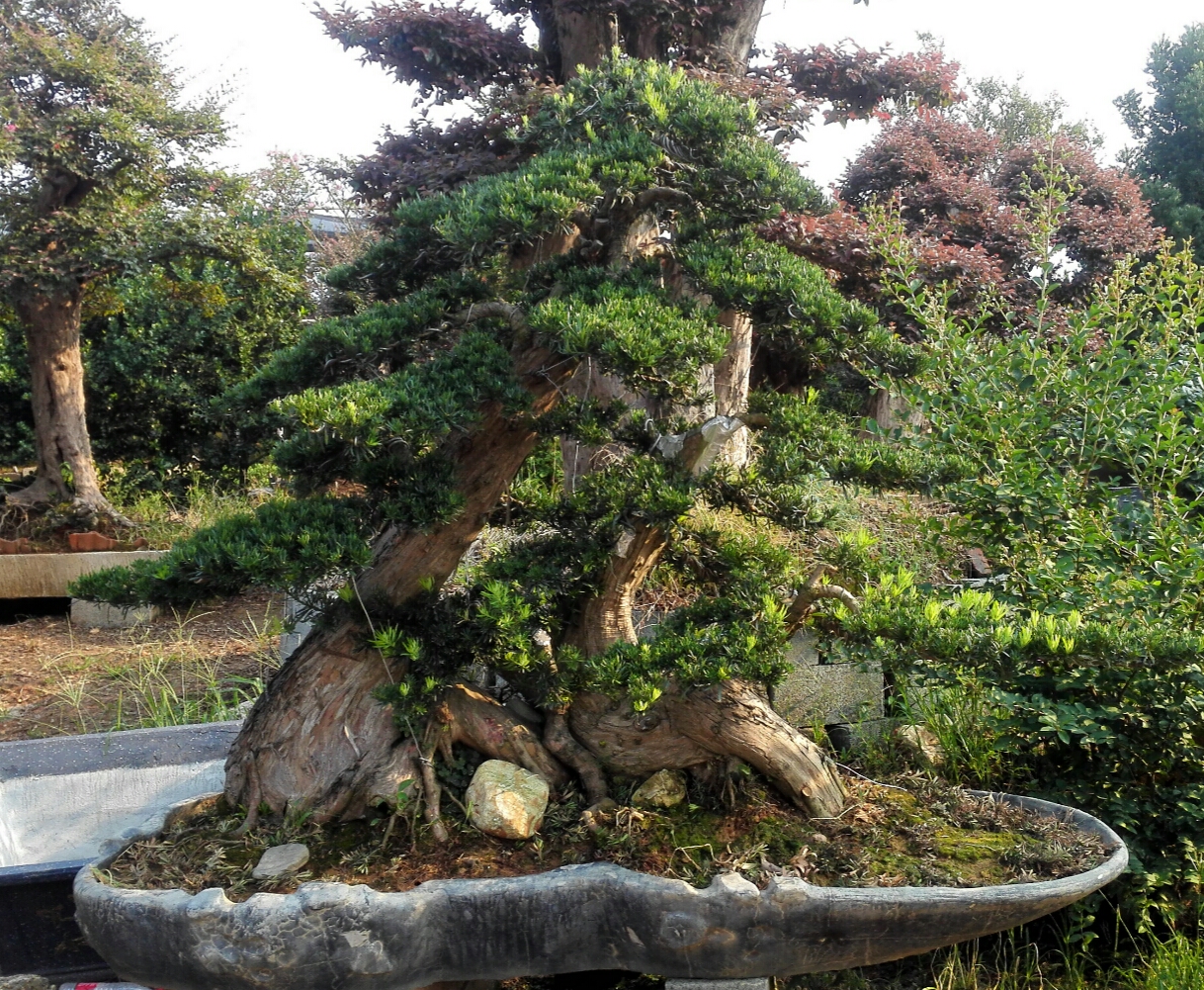 大型中叶罗汉松盆景
