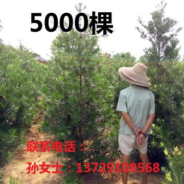日本罗汉松小苗原树地苗 
