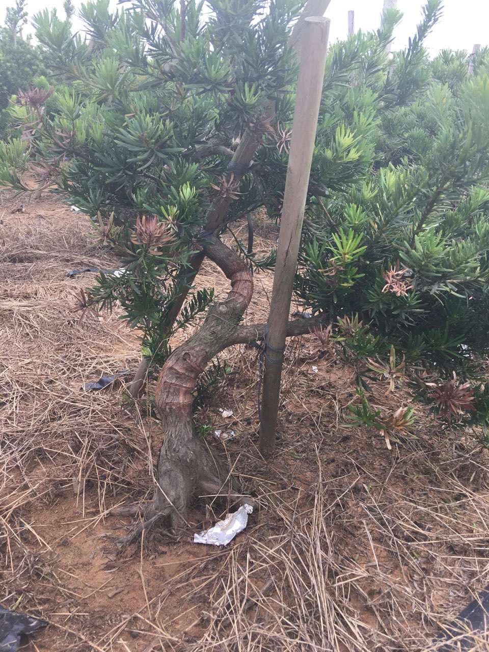 菊花心海岛罗汉松盆景素材盆景桩