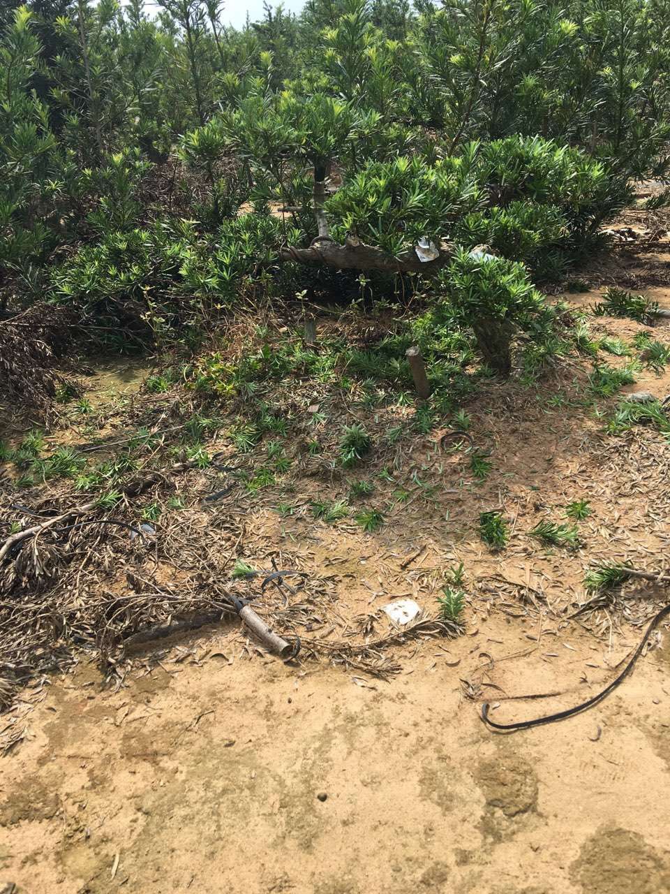 南通雀舌罗汉松盆景地景