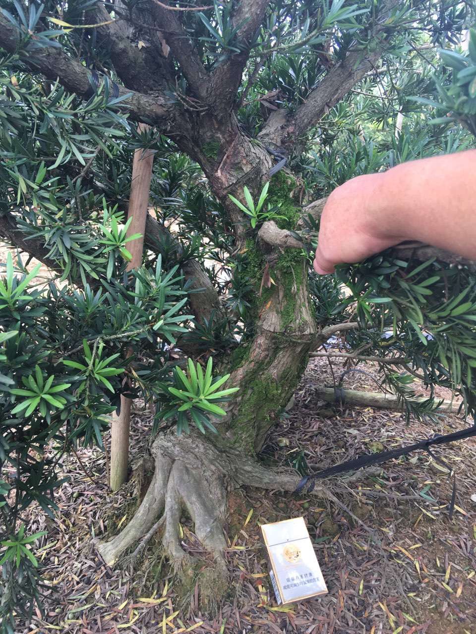 原装南通雀舌罗汉松盆景素材盆景桩