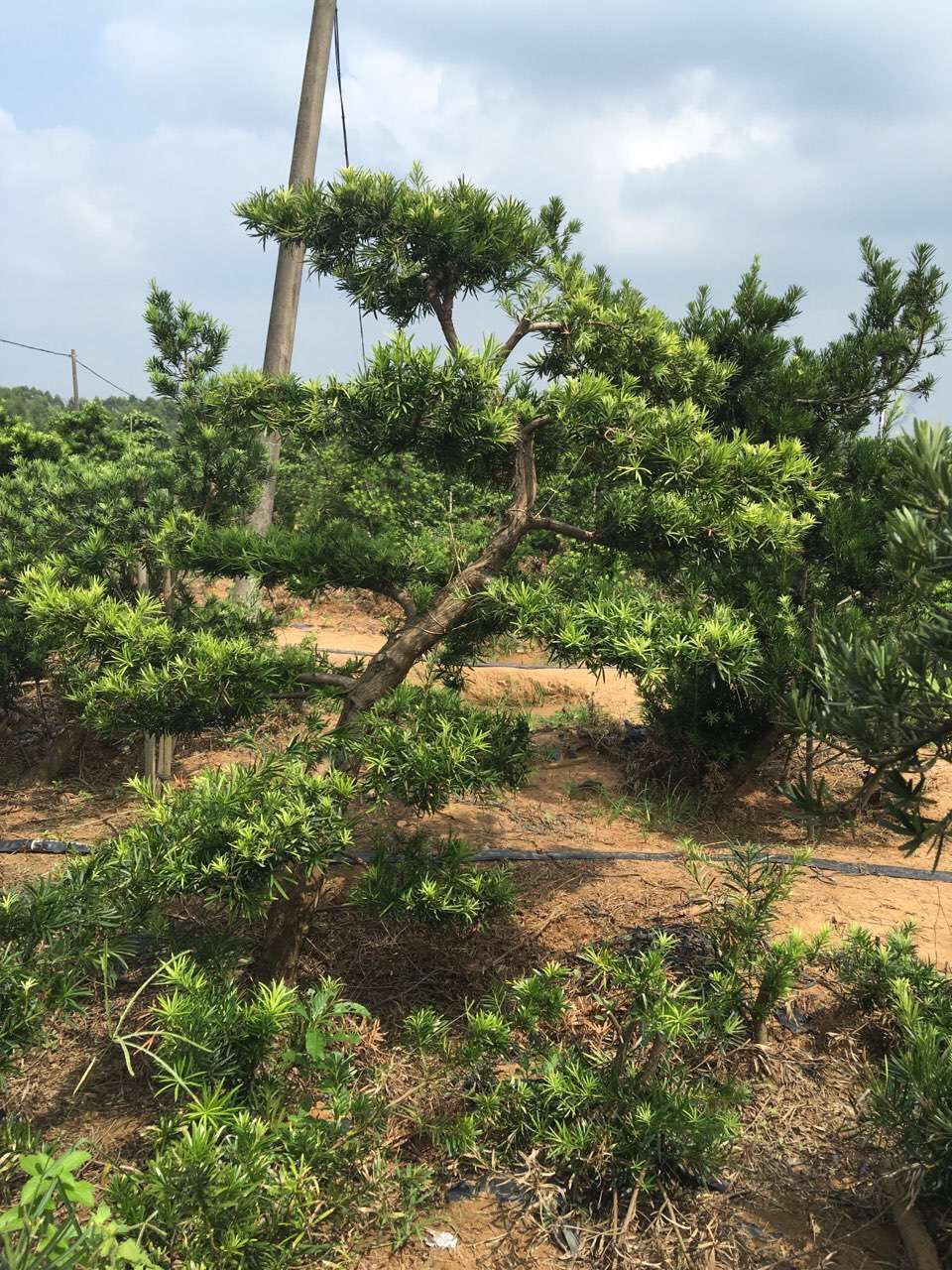 9-12公分中叶罗汉松地景