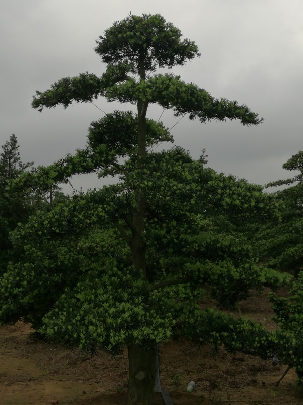 22公分中叶罗汉松地景