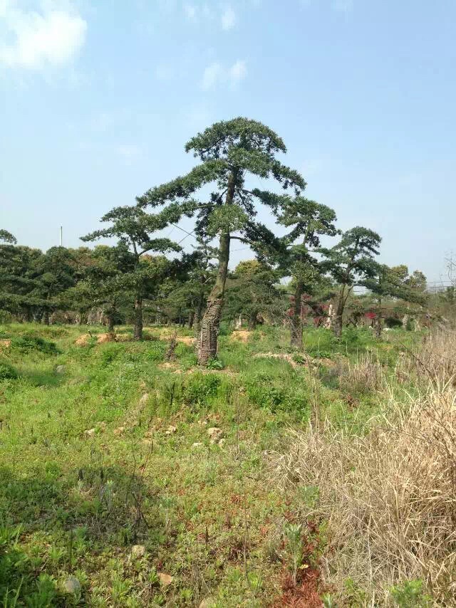 20-25公分中叶罗汉松地景