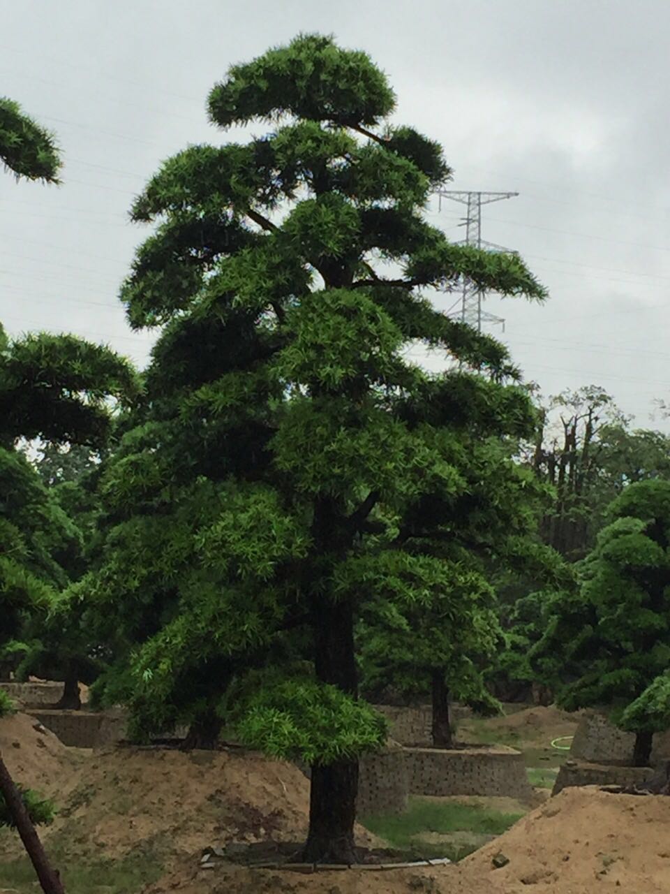 日本罗汉松地景